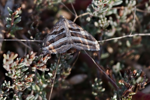 Broad-barred Carpet Moth (Xanthorhoe percrassata)